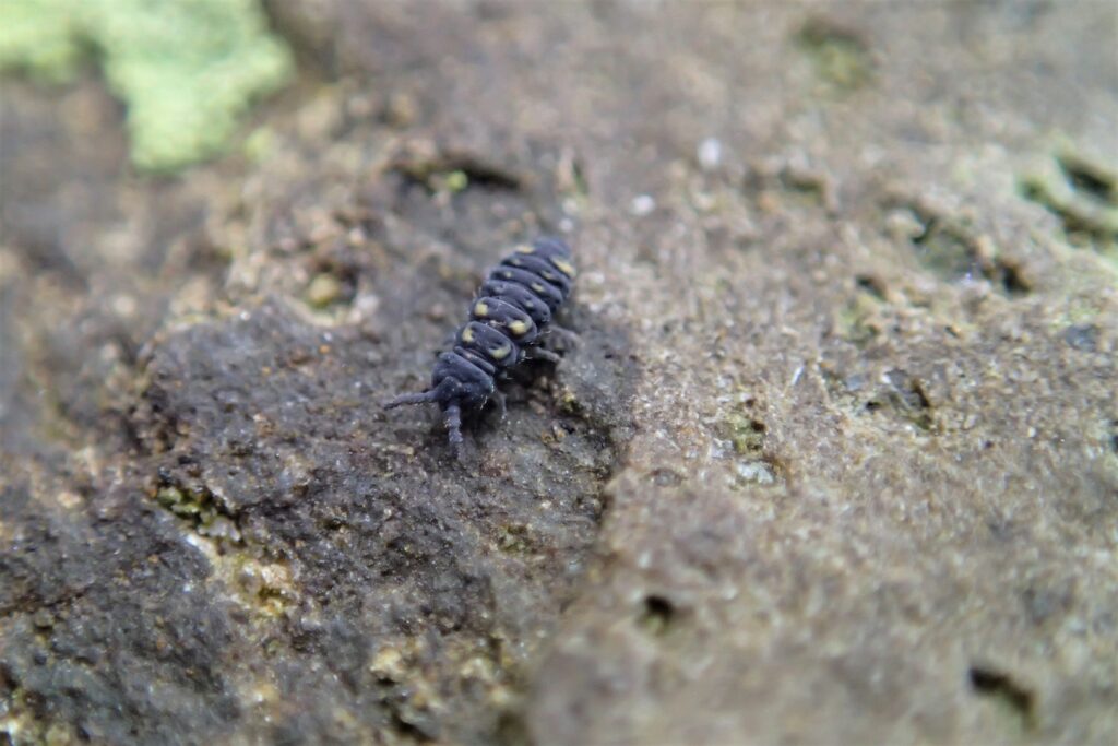 ムラサキトビムシ