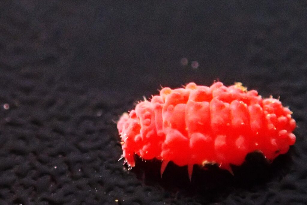 オオアカイボトビムシ