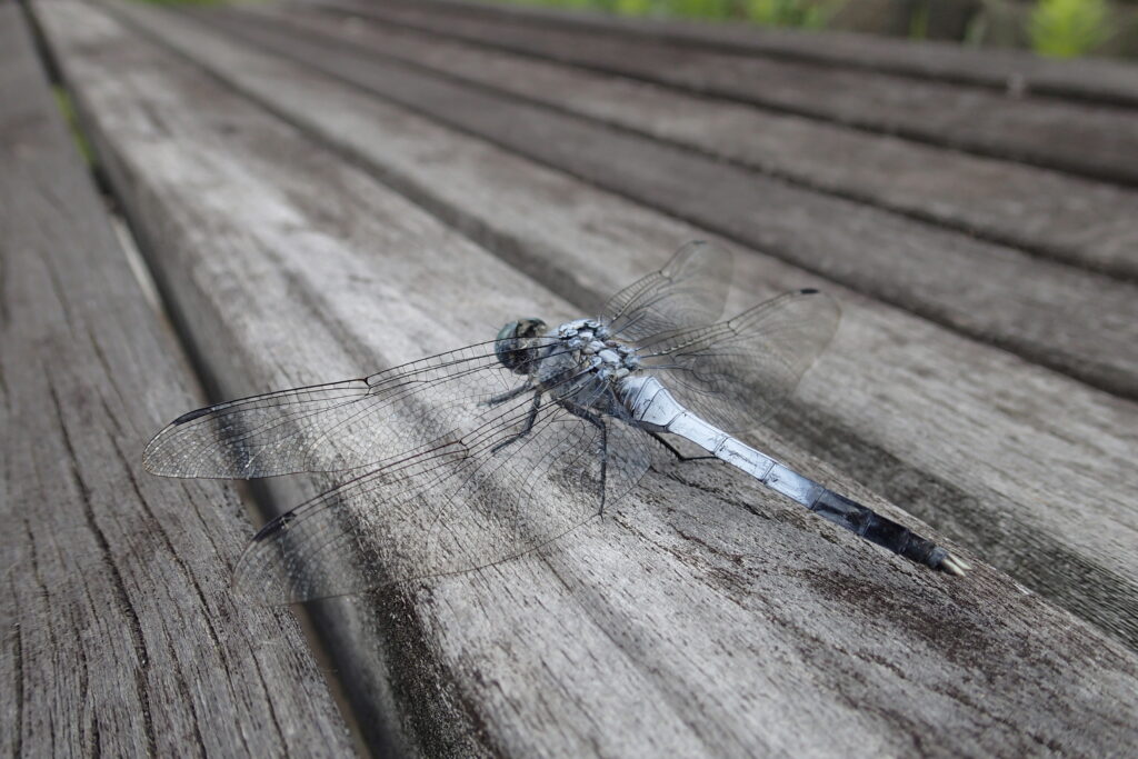 シオカラトンボ