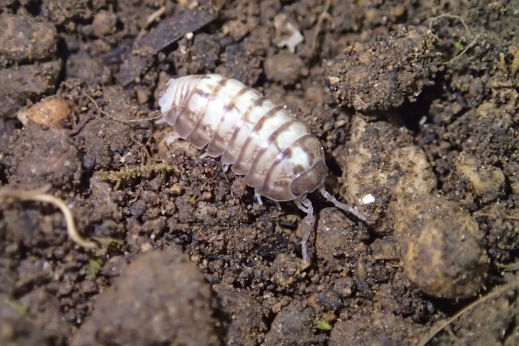 白いダンゴムシ