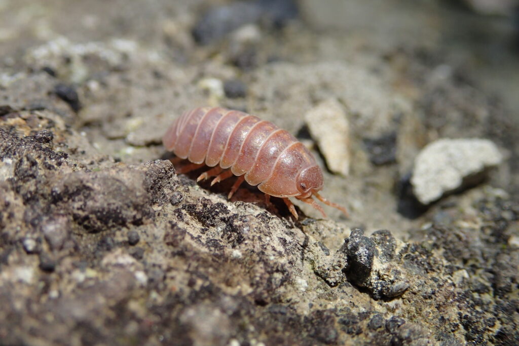 赤いダンゴムシ