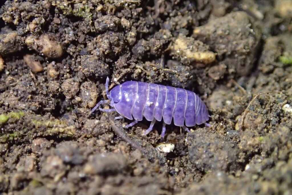 青いダンゴムシ