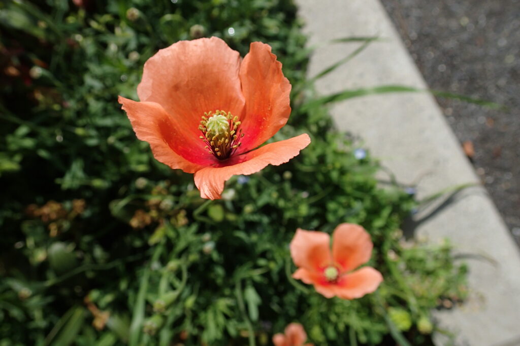 ナガミヒナゲシ