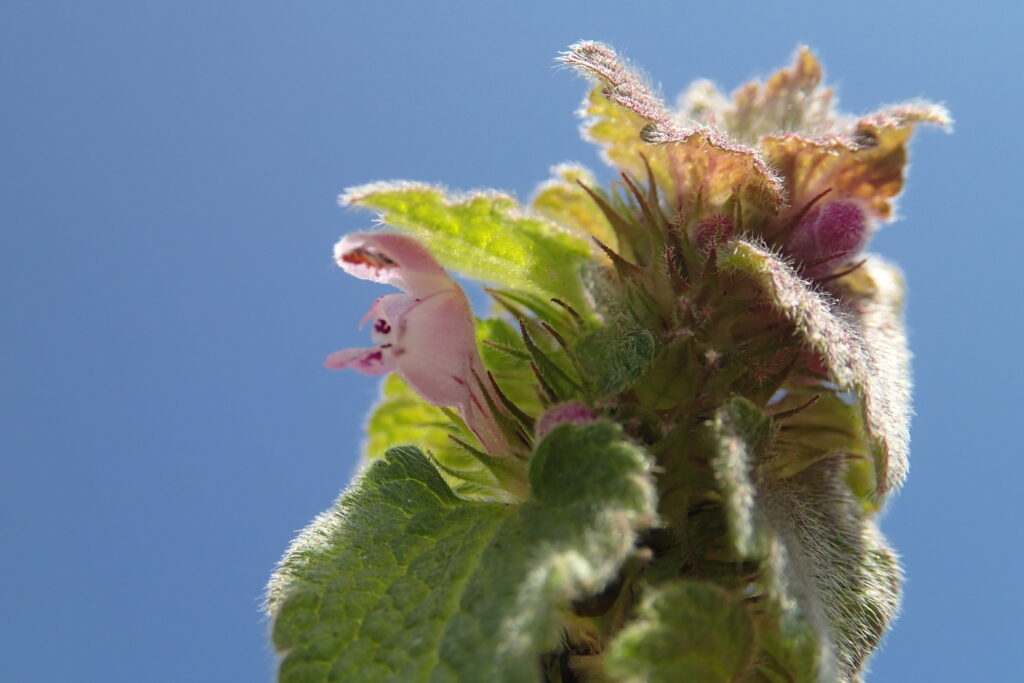 ヒメオドリコソウ