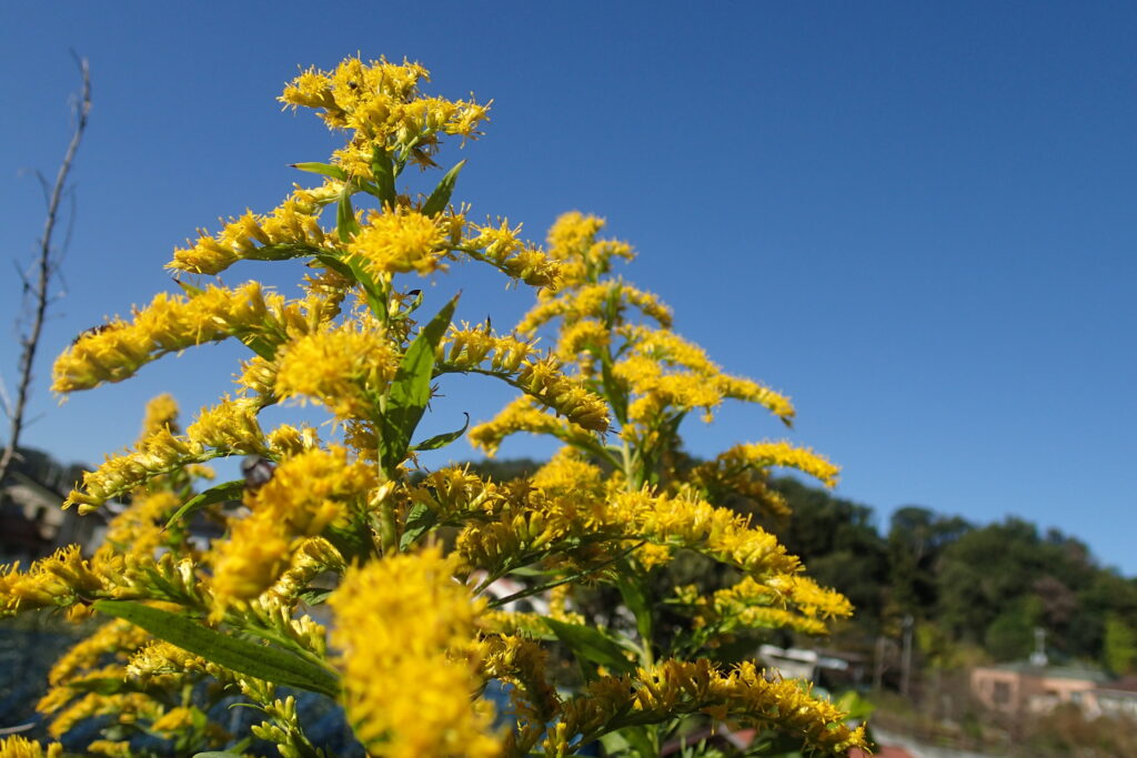セイタカアワダチソウ