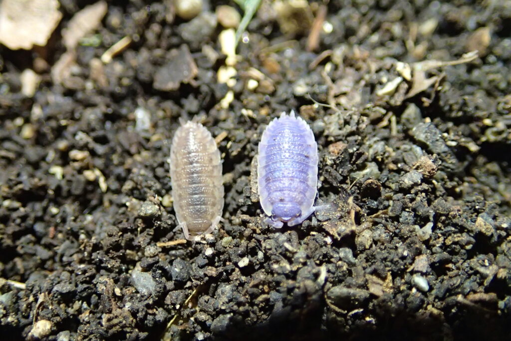 青いワラジムシ