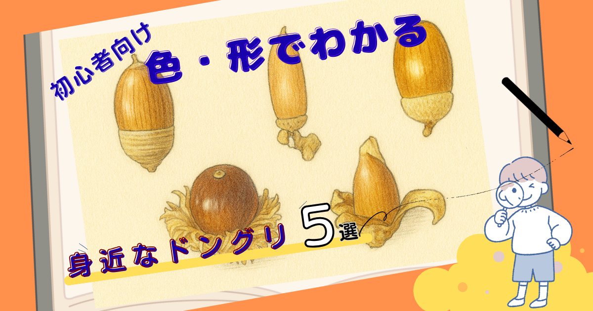 初心者向け】どんぐりの種類と見分け方5選｜写真でやさしく解説まとめ